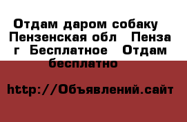 Отдам даром собаку - Пензенская обл., Пенза г. Бесплатное » Отдам бесплатно   